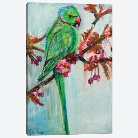 Rose-Ringed Parakeet Canvas Print #LSR37} by Liesbeth Serlie Canvas Print