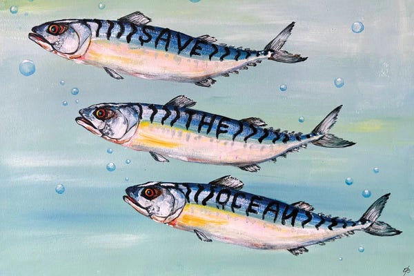 Mackerel