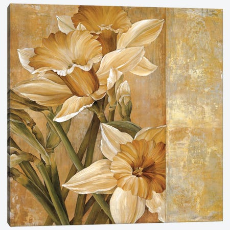 Champagne Daffodils I Canvas Print #LTH1} by Linda Thompson Canvas Print