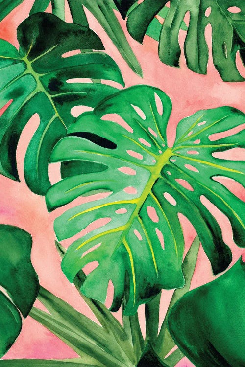 Monstera Deliciosa