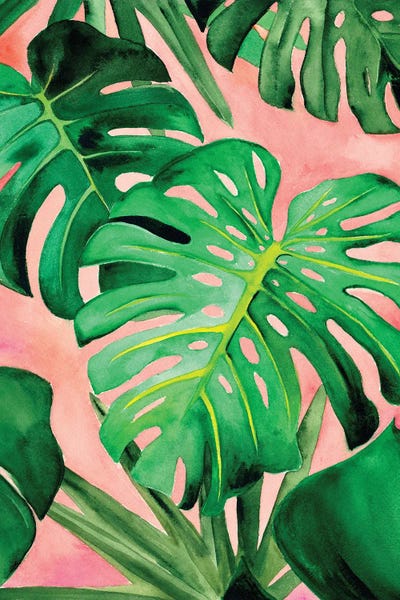 Monsteras: Monstera Deliciosa by Christine Lindstrom