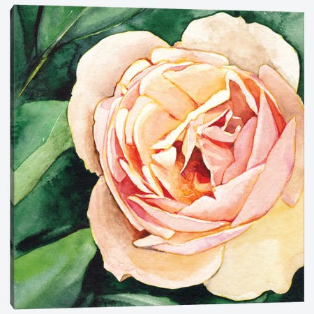 Peach Rose Canvas Print #LTR21} by Christine Lindstrom Canvas Artwork