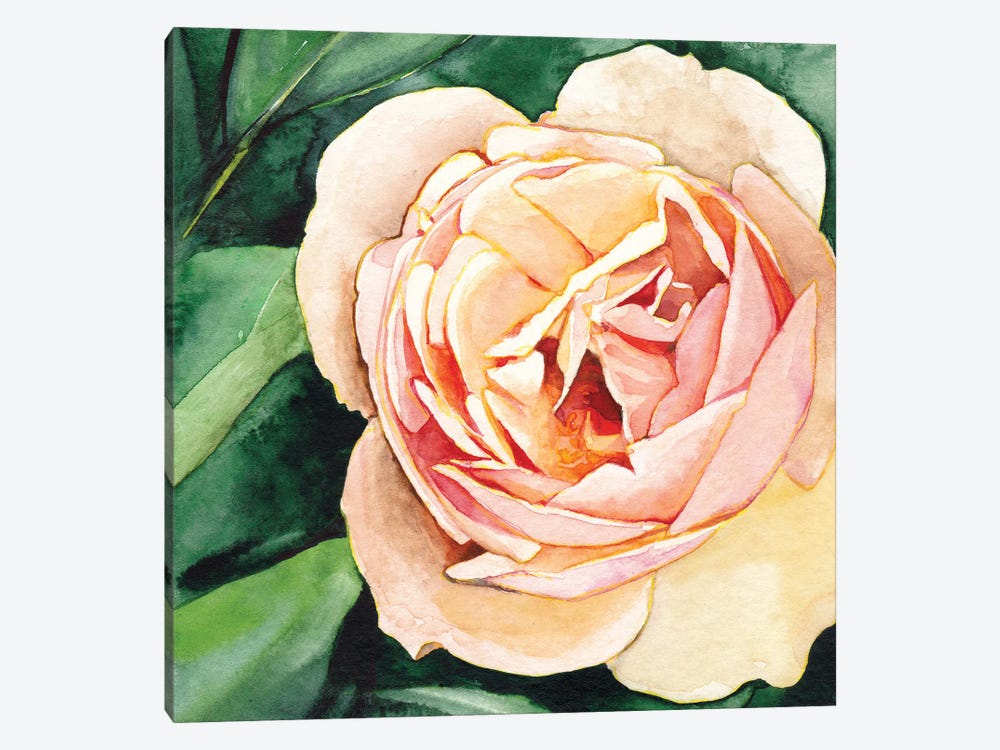Peach Rose by Christine Lindstrom 1-piece Canvas Print