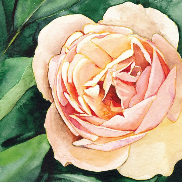 Peach Rose