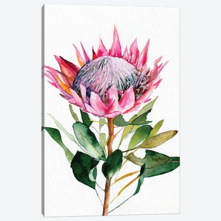 Protea Canvas Print #LTR22} by Christine Lindstrom Canvas Wall Art