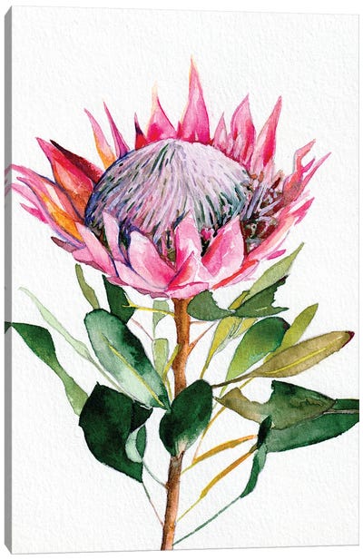 Protea Canvas Art Print - Christine Lindstrom