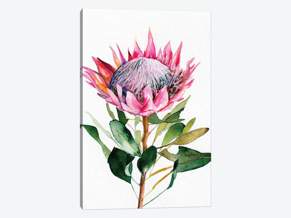 Protea by Christine Lindstrom 1-piece Canvas Wall Art