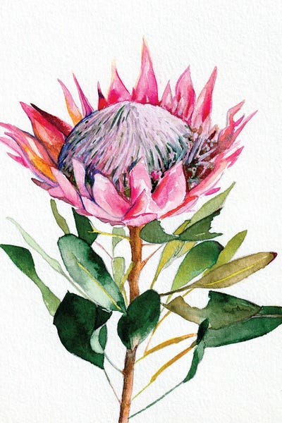 Christine Lindstrom: Protea by Christine Lindstrom