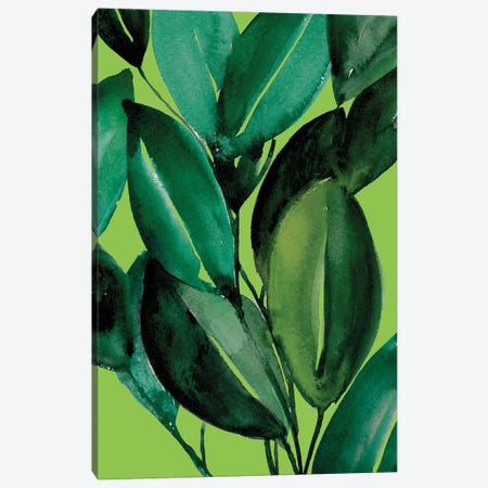 Rubber Tree Plant Canvas Print #LTR24} by Christine Lindstrom Canvas Art Print