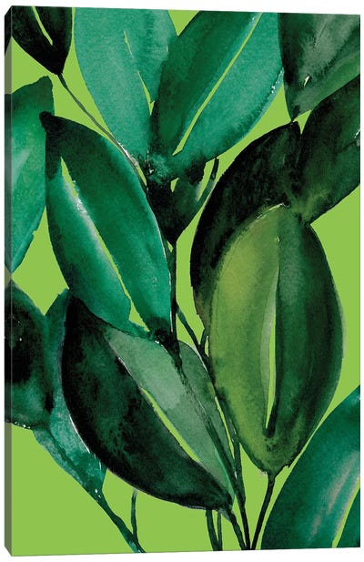 Rubber Tree Plant Canvas Art Print - Green with Envy