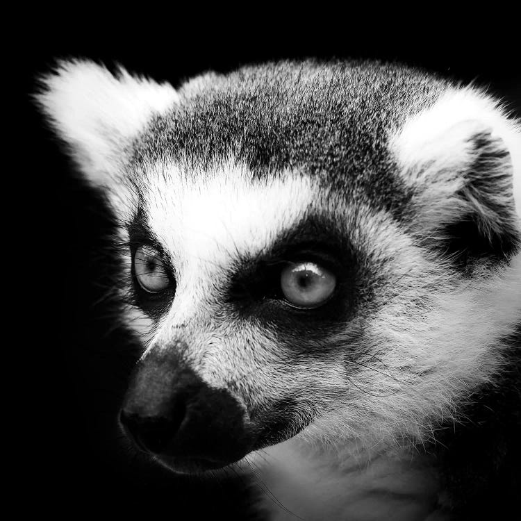 Lemur In Black & White