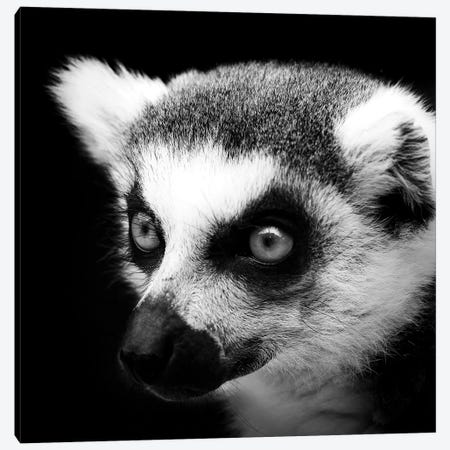 Lemur In Black & White Canvas Print #LUK10} by Lukas Holas Canvas Print