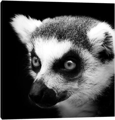 Lemur In Black & White Canvas Art Print - Primate Art