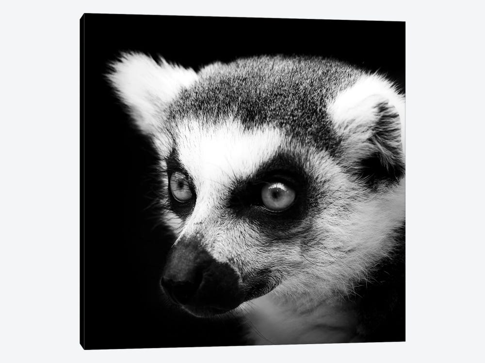 Lemur In Black & White by Lukas Holas 1-piece Canvas Artwork