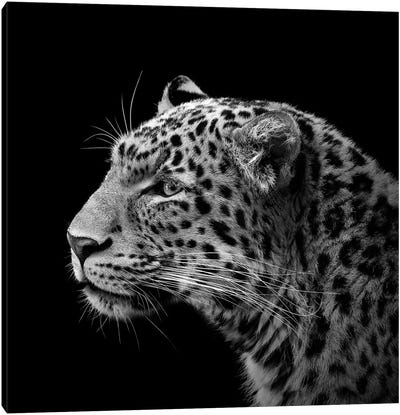 Leopard In Black & White I Canvas Art Print - Leopard Art
