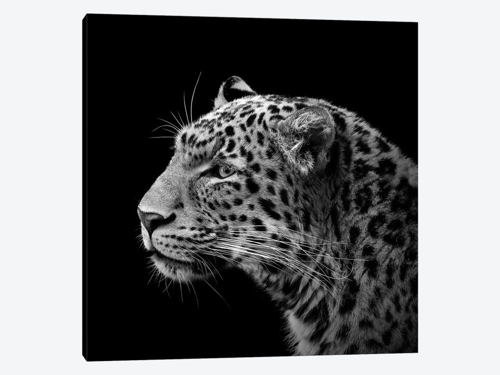 Leopard In Black & White I by Lukas Holas 1-piece Art Print