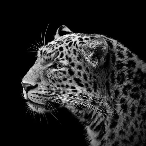 Leopards: Leopard In Black & White I by Lukas Holas