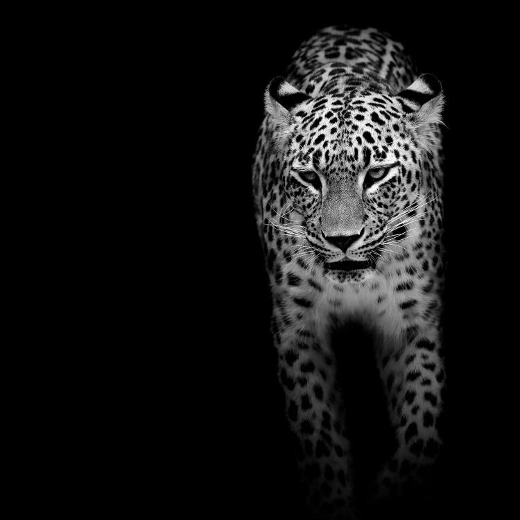 Leopard In Black & White II by Lukas Holas wall art