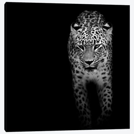 Leopard In Black & White II Canvas Print #LUK12} by Lukas Holas Canvas Print