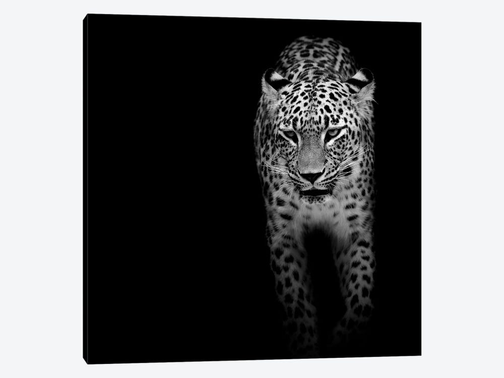 Leopard In Black & White II by Lukas Holas 1-piece Canvas Artwork