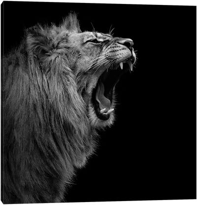Lion In Black & White I Canvas Art Print - Minimalist Wildlife Photography
