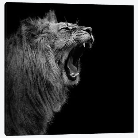 Lion In Black & White I Canvas Print #LUK13} by Lukas Holas Canvas Art Print