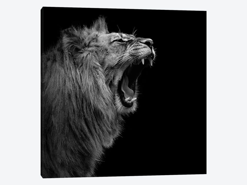 Lion In Black & White I by Lukas Holas 1-piece Art Print
