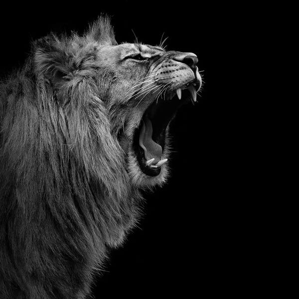 Minimalist Wildlife Photography: Lion In Black & White I by Lukas Holas