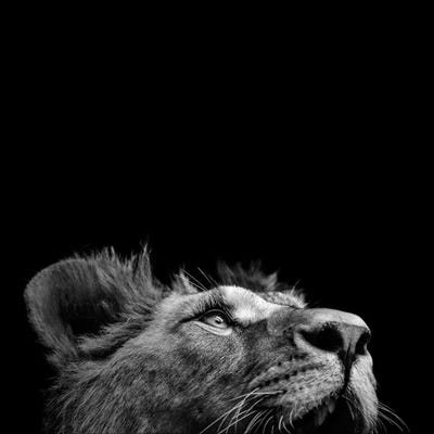 Lion In Black & White II by Lukas Holas metal wall art