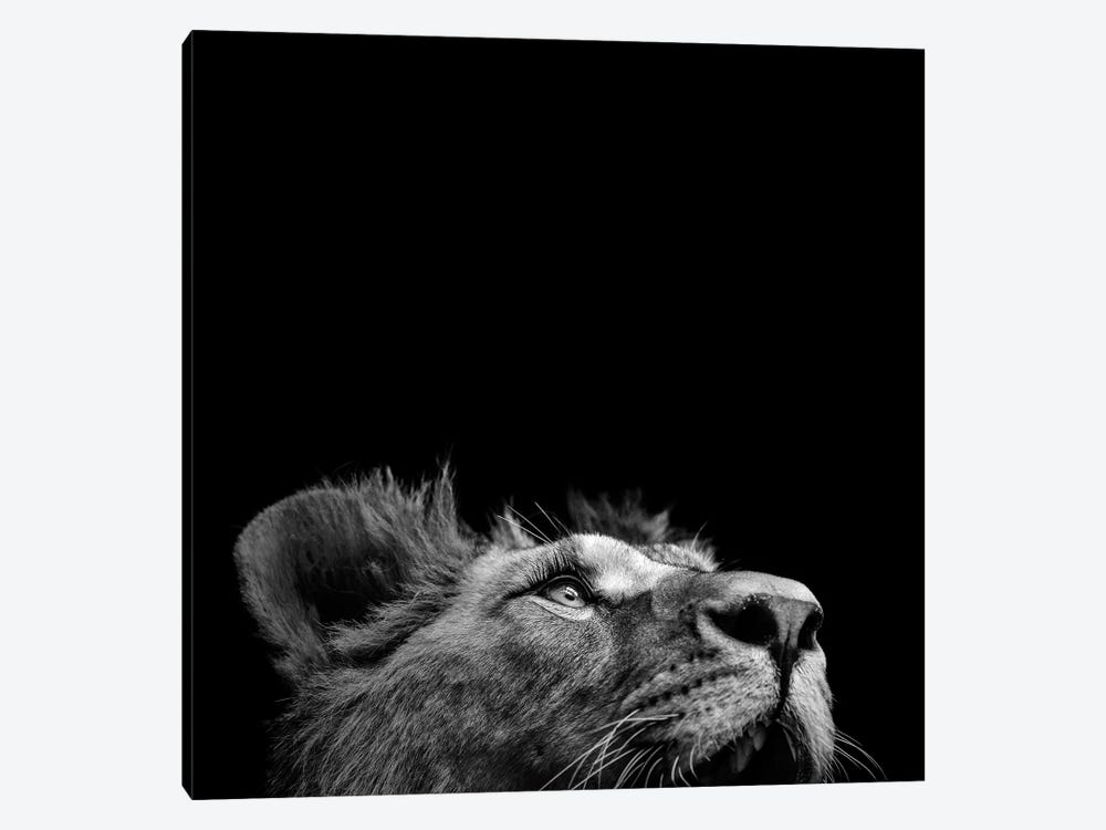 Lion In Black & White II by Lukas Holas 1-piece Canvas Art