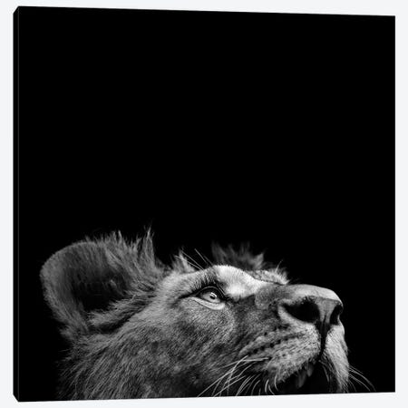Lion In Black & White II Canvas Print #LUK14} by Lukas Holas Canvas Wall Art