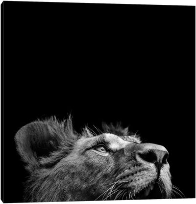 Lion In Black & White II Canvas Art Print - Minimalist Wildlife Photography