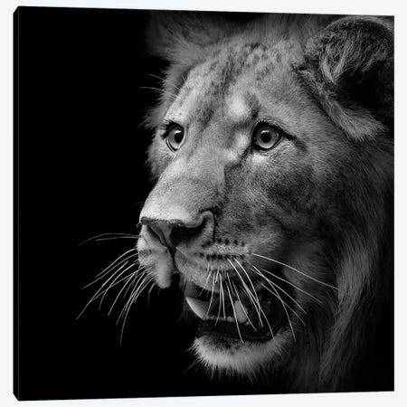Lion In Black & White III Canvas Print #LUK15} by Lukas Holas Canvas Art