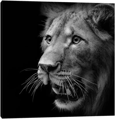 Lion In Black & White III Canvas Art Print - Lukas Holas