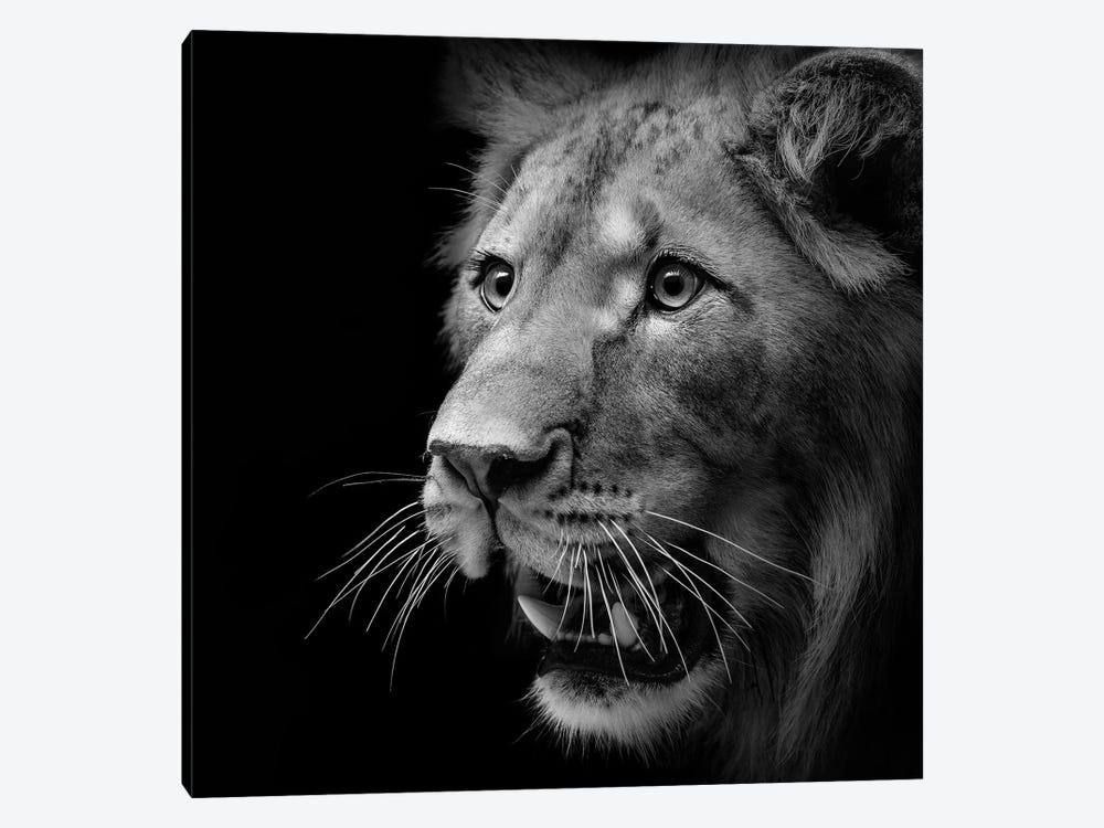 Lion In Black & White III by Lukas Holas 1-piece Canvas Art Print