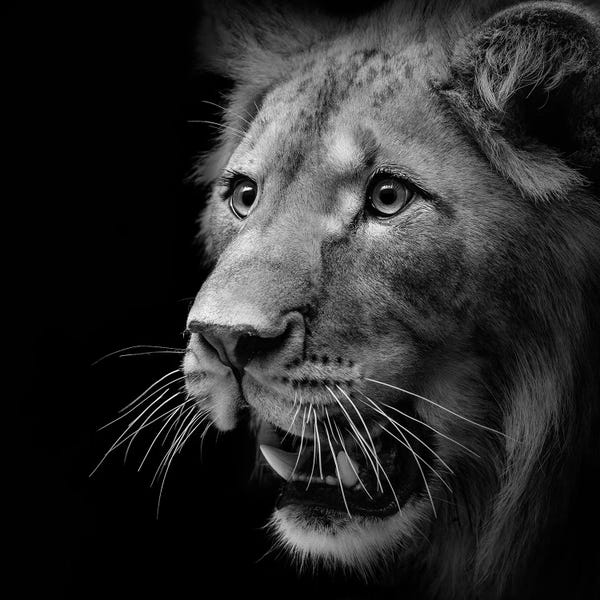 Lions: Lion In Black & White III by Lukas Holas