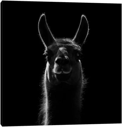 Llama In Black & White Canvas Art Print - Llama & Alpaca Art