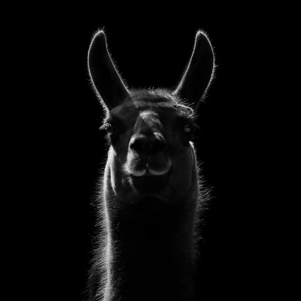Llamas & Alpacas: Llama In Black & White by Lukas Holas