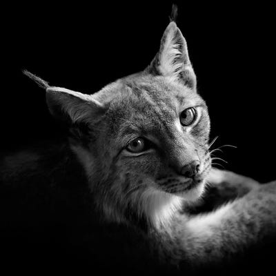 Lynx In Black & White II by Lukas Holas canvas print