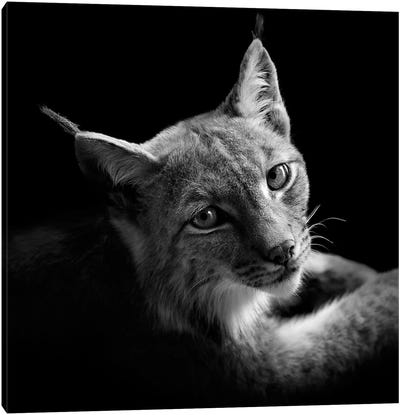 Lynx In Black & White II Canvas Art Print - Lynx Art