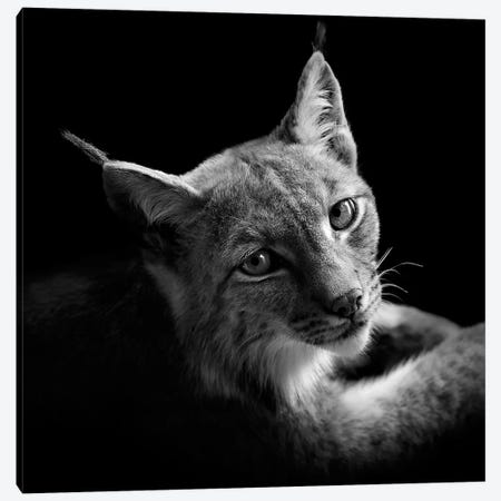 Lynx In Black & White II Canvas Print #LUK18} by Lukas Holas Canvas Print