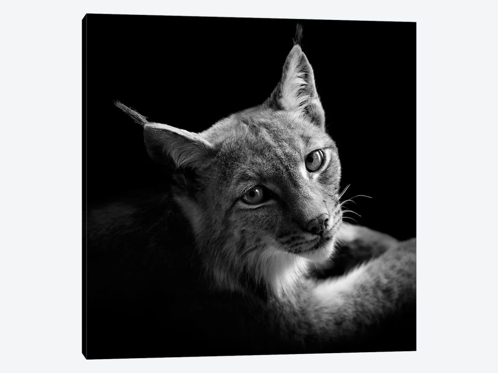 Lynx In Black & White II by Lukas Holas 1-piece Canvas Art
