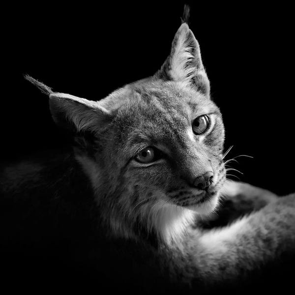 Lynx: Lynx In Black & White II by Lukas Holas