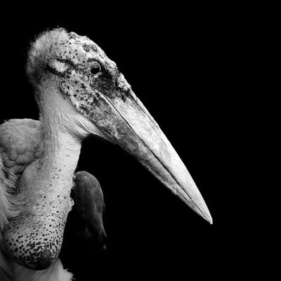 Marabou Stork In Black & White by Lukas Holas art print