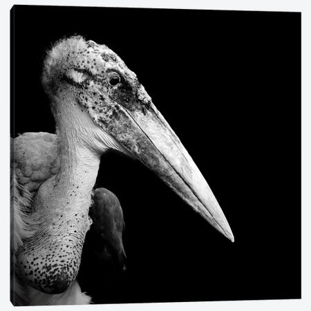 Marabou Stork In Black & White Canvas Print #LUK19} by Lukas Holas Canvas Art Print