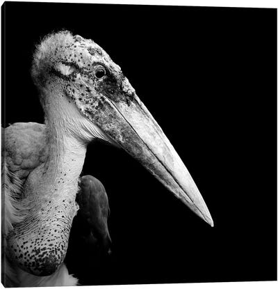 Marabou Stork In Black & White Canvas Art Print - Stork Art