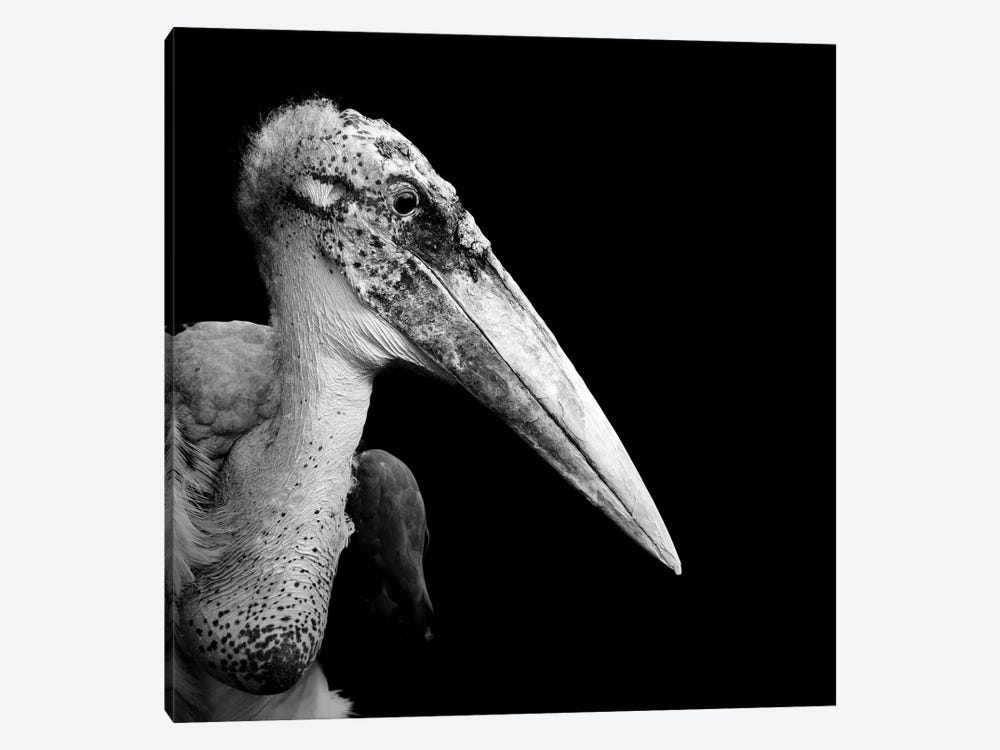 Marabou Stork In Black & White by Lukas Holas 1-piece Art Print