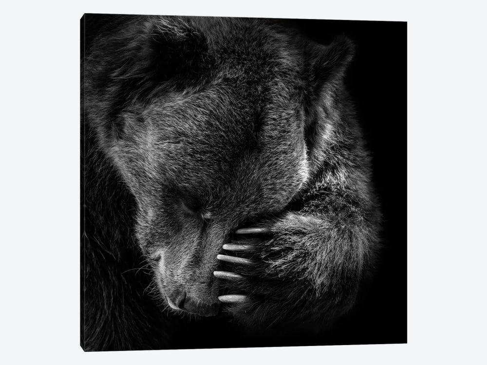 Bear In Black & White I by Lukas Holas 1-piece Canvas Art Print