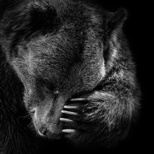 Minimalist Wildlife Photography: Bear In Black & White I by Lukas Holas
