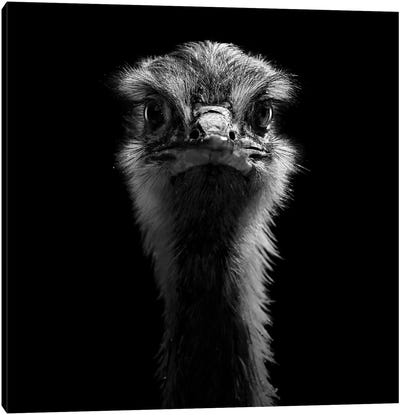 Ostrich In Black & White Canvas Art Print - Bird Art